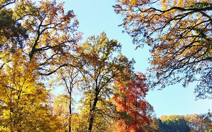 Maksimirski detektivi