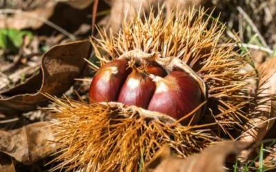 Kestenijada